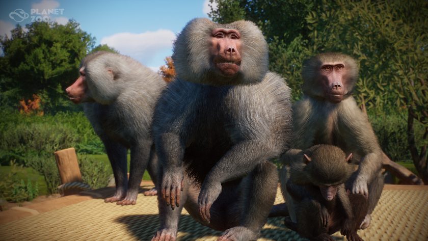 Planet Zoo - Zookeepers Animal Pack - Launch Screenshot 01 - Baboon