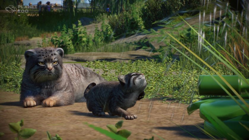 Planet Zoo - Zookeepers Animal Pack - Launch Screenshot 02 - Pallas Cat