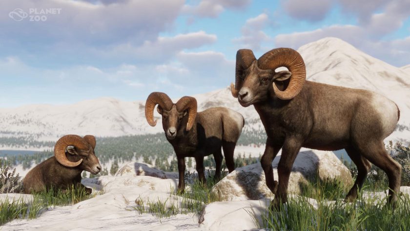 Bighorn Sheep