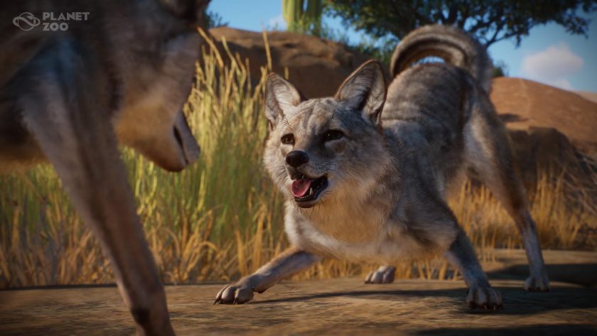 Planet Zoo - Americas Animal Pack - Coyote