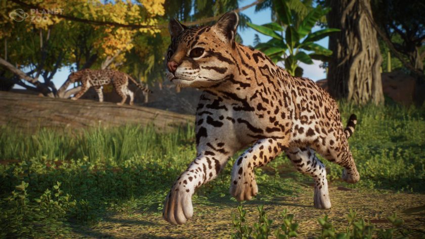 Planet Zoo - Americas Animal Pack - Ocelot