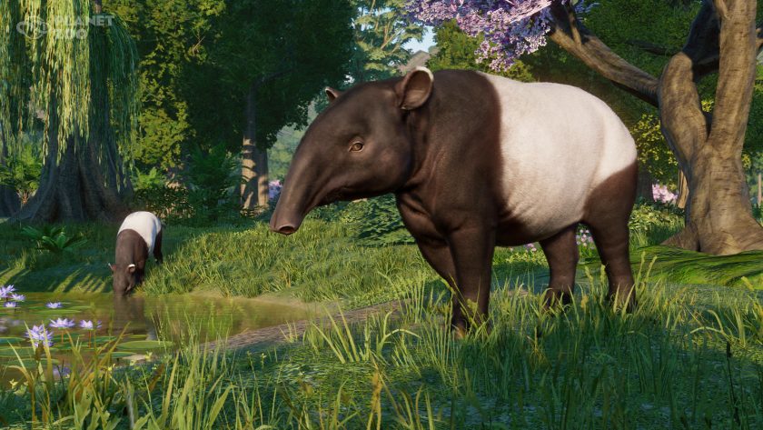 Planet Zoo - Malayan Tapir update